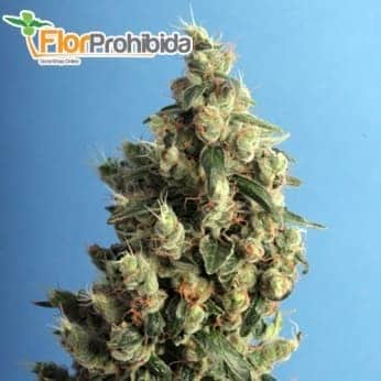 KUSHAGE (TH SEEDS) - Semillas de marihuana feminizadas