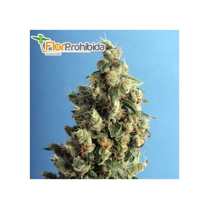KUSHAGE (TH SEEDS) - Semillas de marihuana feminizadas