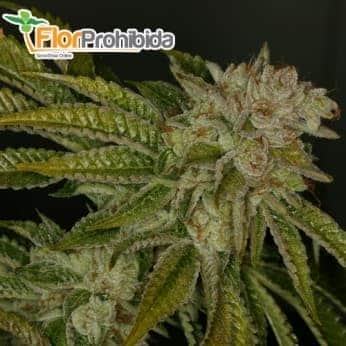 MK-ULTRA (TH Seeds) - Semillas de marihuana feminizadas