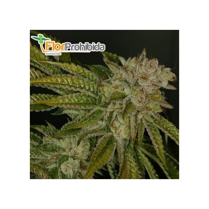 MK-ULTRA (TH Seeds) - Semillas de marihuana feminizadas