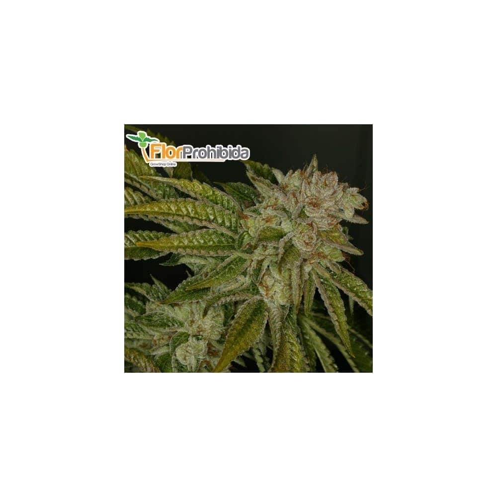 MK-ULTRA (TH Seeds) - Semillas de marihuana feminizadas