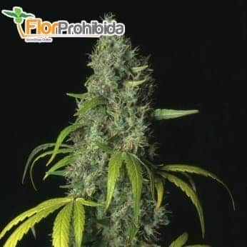 S.A.G.E. (TH Seeds) Semillas feminizadas de marihuana