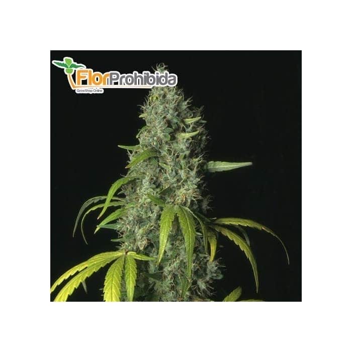 S.A.G.E. (TH Seeds) Semillas feminizadas de marihuana