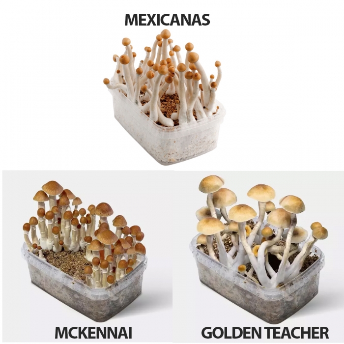 Kit cultivo setas Psilocybes Económico con un pan de setas incluido