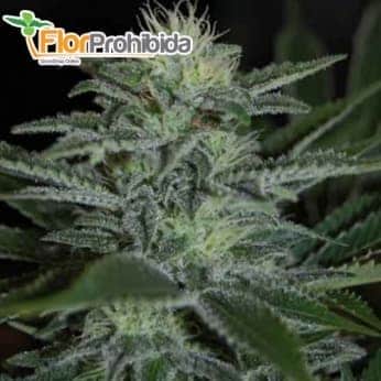 Semillas de marihuana WHITE WIDOW (Pyramid Seeds) Feminizadas