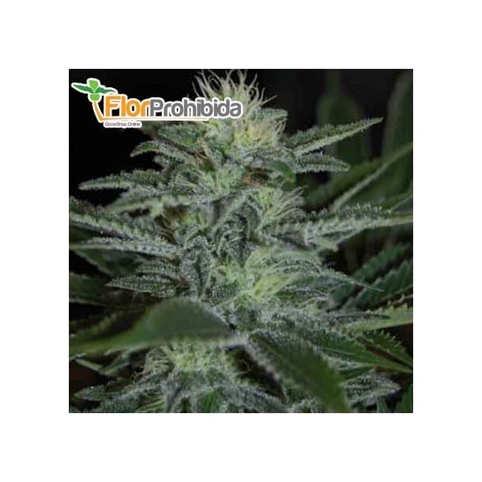 Semillas de marihuana WHITE WIDOW (Pyramid Seeds) Feminizadas