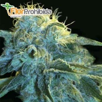 Semillas NEW YORK CITY (Pyramid Seeds) Feminizadas