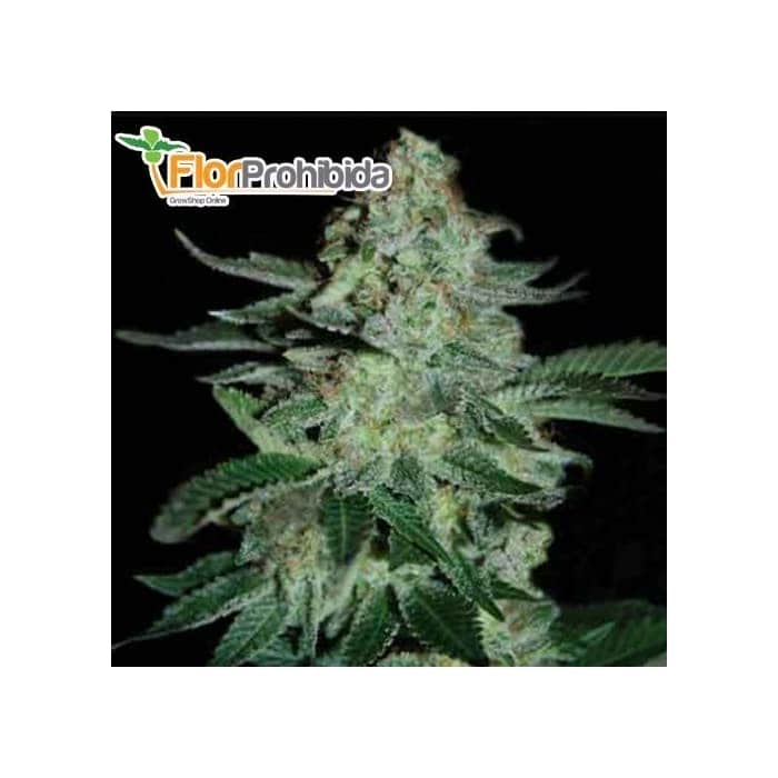 Semillas de marihuana TUTANKHAMON (Pyramid Seeds) feminizadas