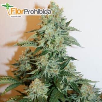 Semillas de marihuana ANESTHESIA (Pyramid Seeds) feminizadas