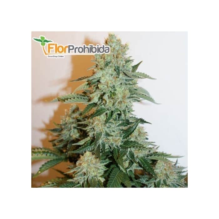 Semillas de marihuana ANESTHESIA (Pyramid Seeds) feminizadas