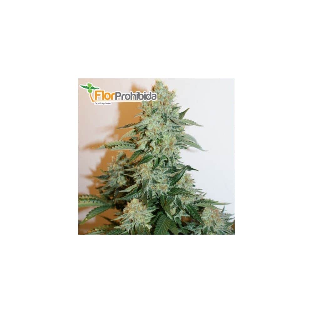 Semillas de marihuana ANESTHESIA (Pyramid Seeds) feminizadas