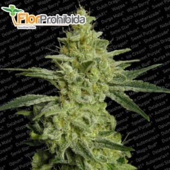 Semillas de Marihuana ALLKUSH (Paradise Seeds) feminizadas