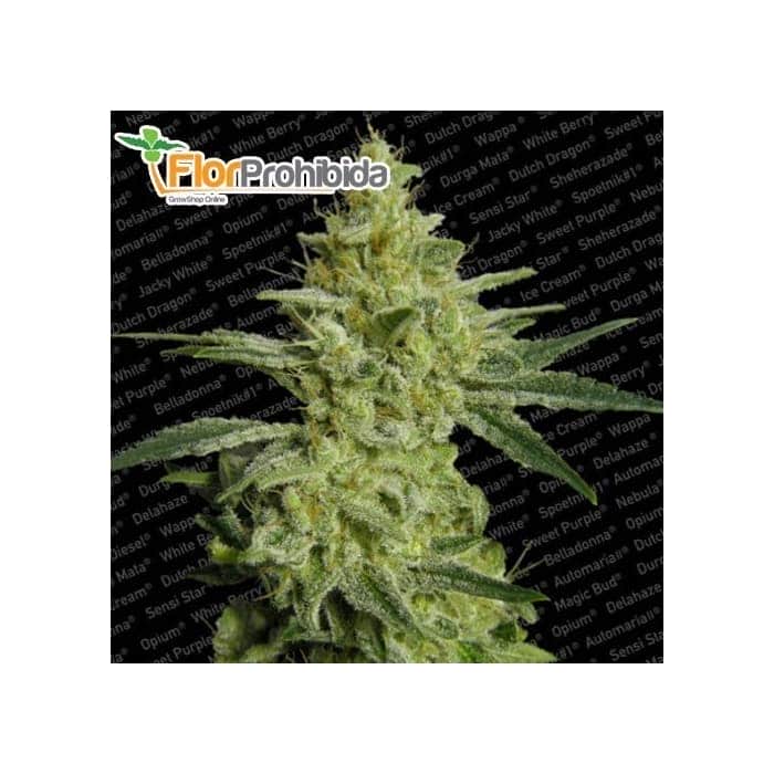 Semillas de Marihuana ALLKUSH (Paradise Seeds) feminizadas