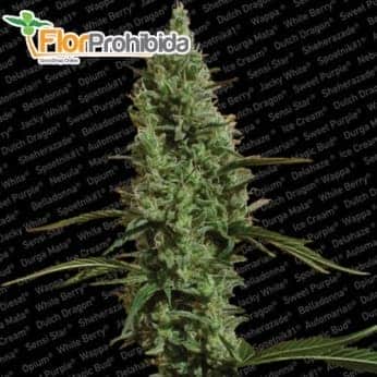 Semillas de marihuana ATOMICAL HAZE (Paradise Seeds)