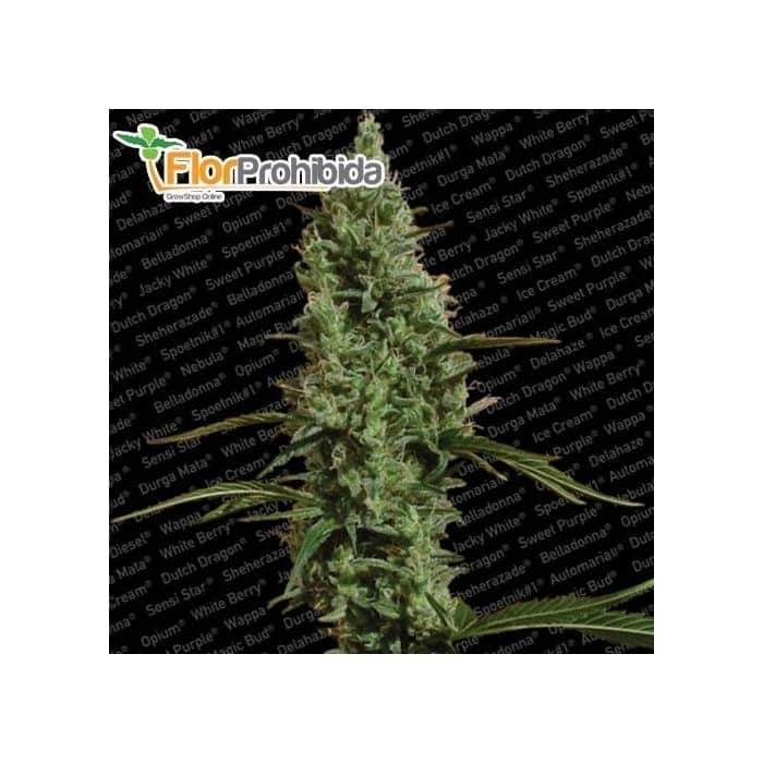 Semillas de marihuana ATOMICAL HAZE (Paradise Seeds)