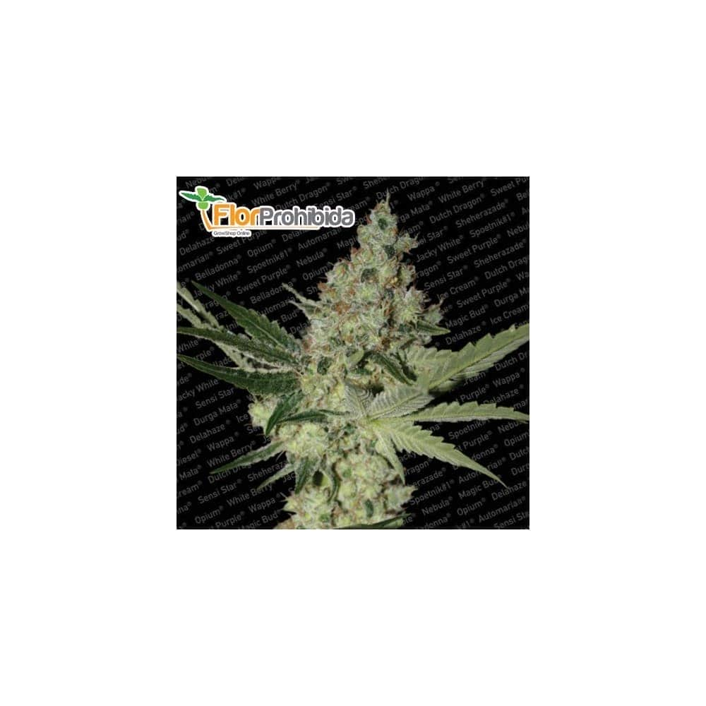 Semillas de Marihuana ACID (Paradise Seeds) Feminizadas