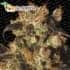 Semillas de marihuana WHITE BERRY (Paradise Seeds) feminizadas