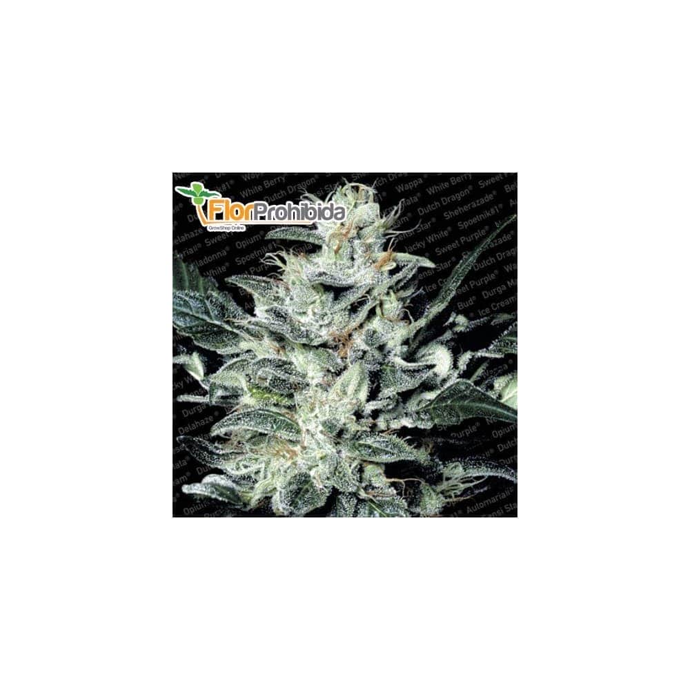 Semillas de marihuana SENSI STAR (Paradise Seeds) feminizadas