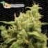Semillas de marihuana OPIUM (Paradise Seeds)
