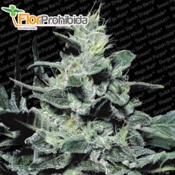Semillas de marihuana NEBULA (Paradise Seeds) Feminizadas
