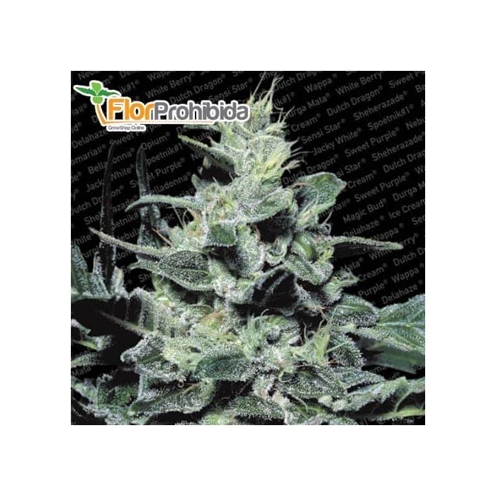 Semillas de marihuana NEBULA (Paradise Seeds) Feminizadas