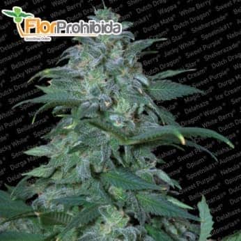 Semillas de marihuana MAGIC BUD (Paradise Seeds) feminizadas