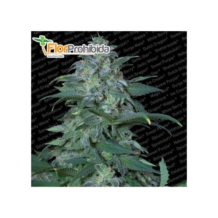 Semillas de marihuana MAGIC BUD (Paradise Seeds) feminizadas