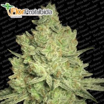 Semillas de marihuana JACKY WHITE (Paradise Seeds)
