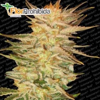 semillas de marihuana ICE CREAM (Paradise Seeds) Feminizadas