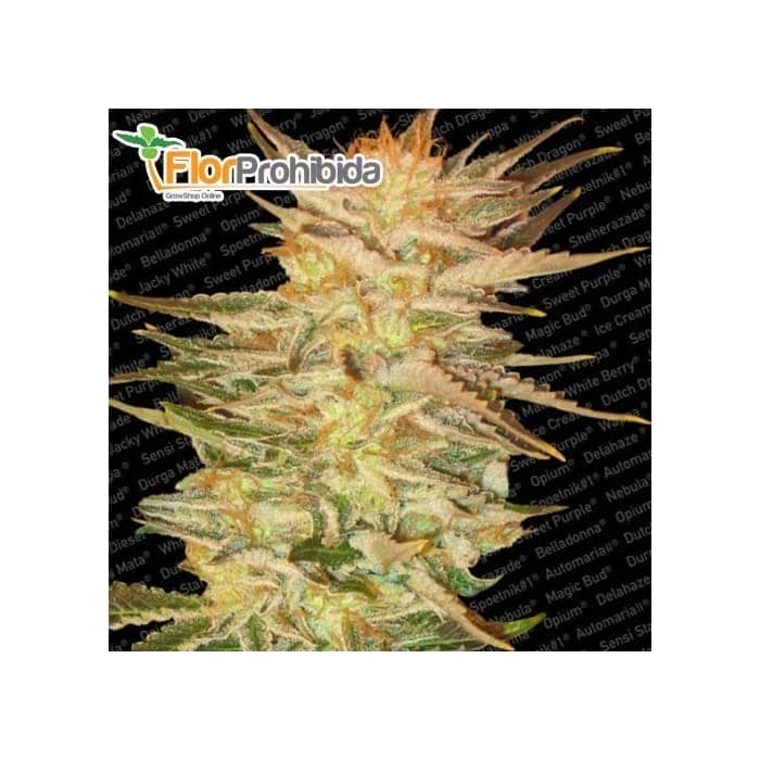 semillas de marihuana ICE CREAM (Paradise Seeds) Feminizadas