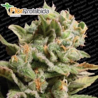 Semillas de Marihuana DUTCH DRAGON (Paradise Seeds) 