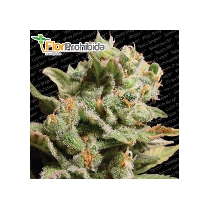 Semillas de Marihuana DUTCH DRAGON (Paradise Seeds) 