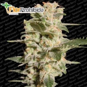 Semillas de marihuana BELLADONNA (Paradise Seeds)