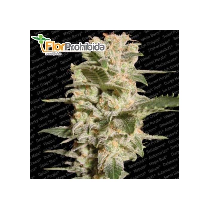 Semillas de marihuana BELLADONNA (Paradise Seeds)