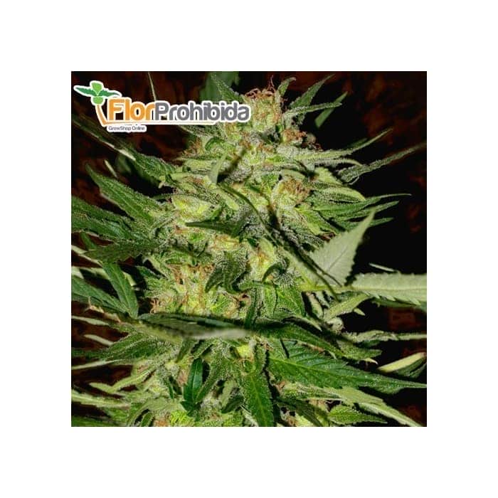 Semillas marihuana JACK PLANT (Advanced Seeds)