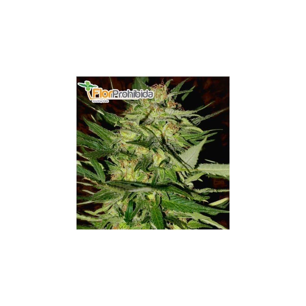 Semillas marihuana JACK PLANT (Advanced Seeds)