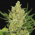 auto blue cheese barney`s farm semillas de marihuana autoflorescentes