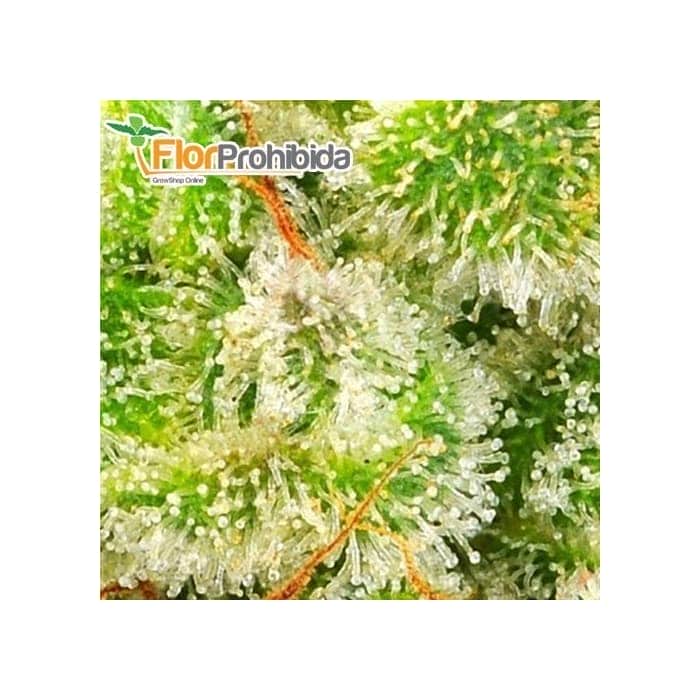 Semillas marihuana AFGHAN SKUNK (Advanced Seeds)
