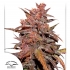 AUTO CBD BLACKBERRY KUSH (Dutch Passion Seeds)