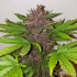 Auto CBD Blackberry Kush Dutch Passion - Semillas de marihuana autoflorecientes