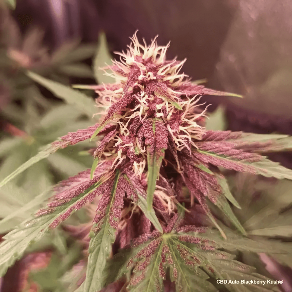 Auto CBD Blackberry Kush Dutch Passion - Semillas de marihuana autoflorecientes. cogollo.