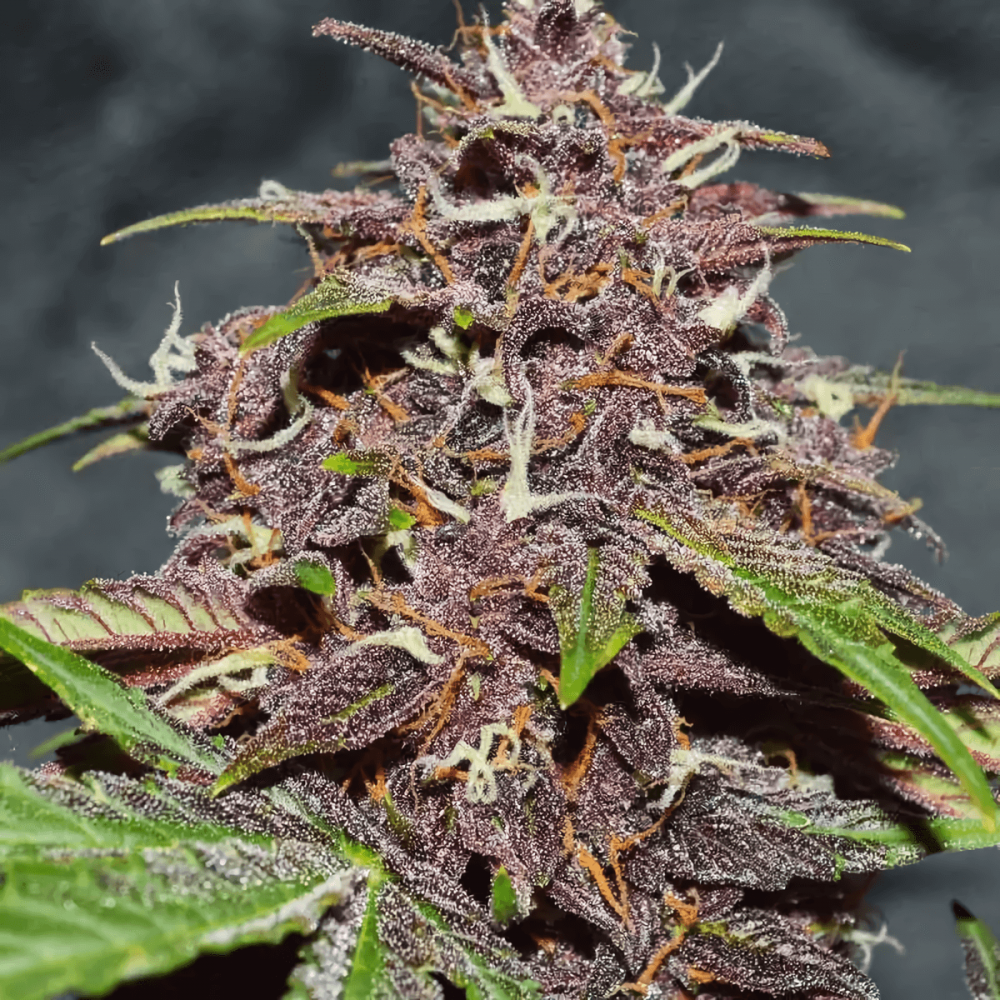 Auto CBD Blackberry Kush Dutch Passion - Semillas de marihuana autoflorecientes. Resina.