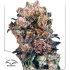 BLUEBERRY (Dutch Passion) Semillas de Marihuana, cogollo principal.