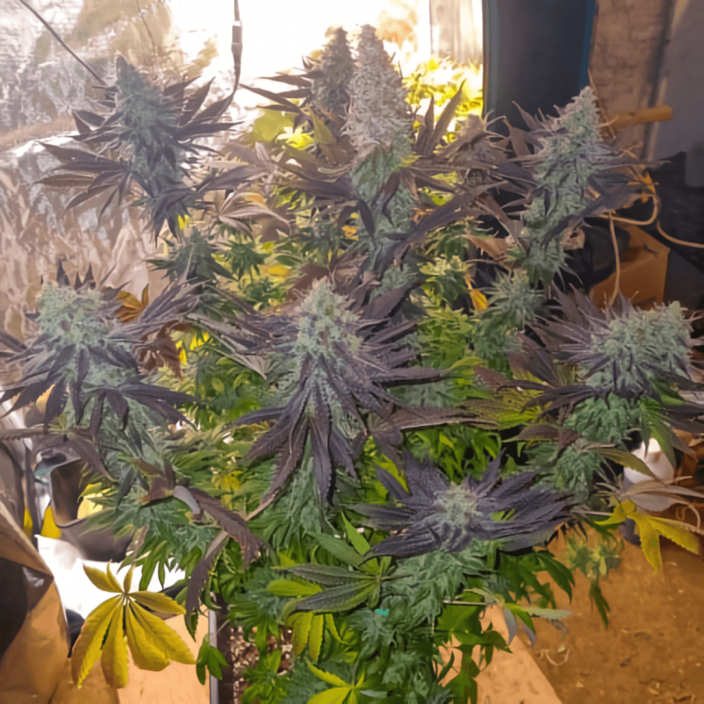 BLUEBERRY (Dutch Passion) Semillas de Marihuana, planta morada.