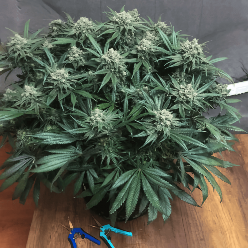 BLUEBERRY (Dutch Passion) Semillas de Marihuana, planta productiva.