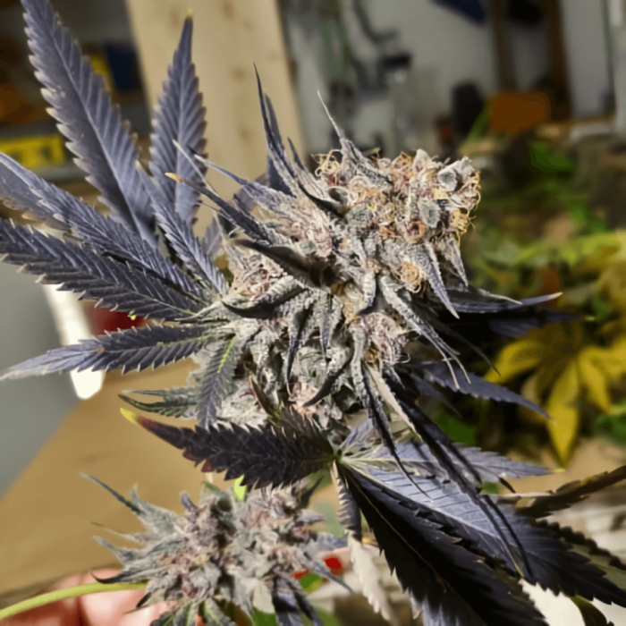 BLUEBERRY (Dutch Passion) Semillas de Marihuana, cogollo morado.