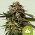 AUTO SPECIAL QUEEN (Royal Queen Seeds) Semilla de marihuana autofloreciente.