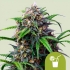 AUTO PURPLE LEMONADE (Royal Queen Seeds) Semillas de marihuana autoflorecientes.