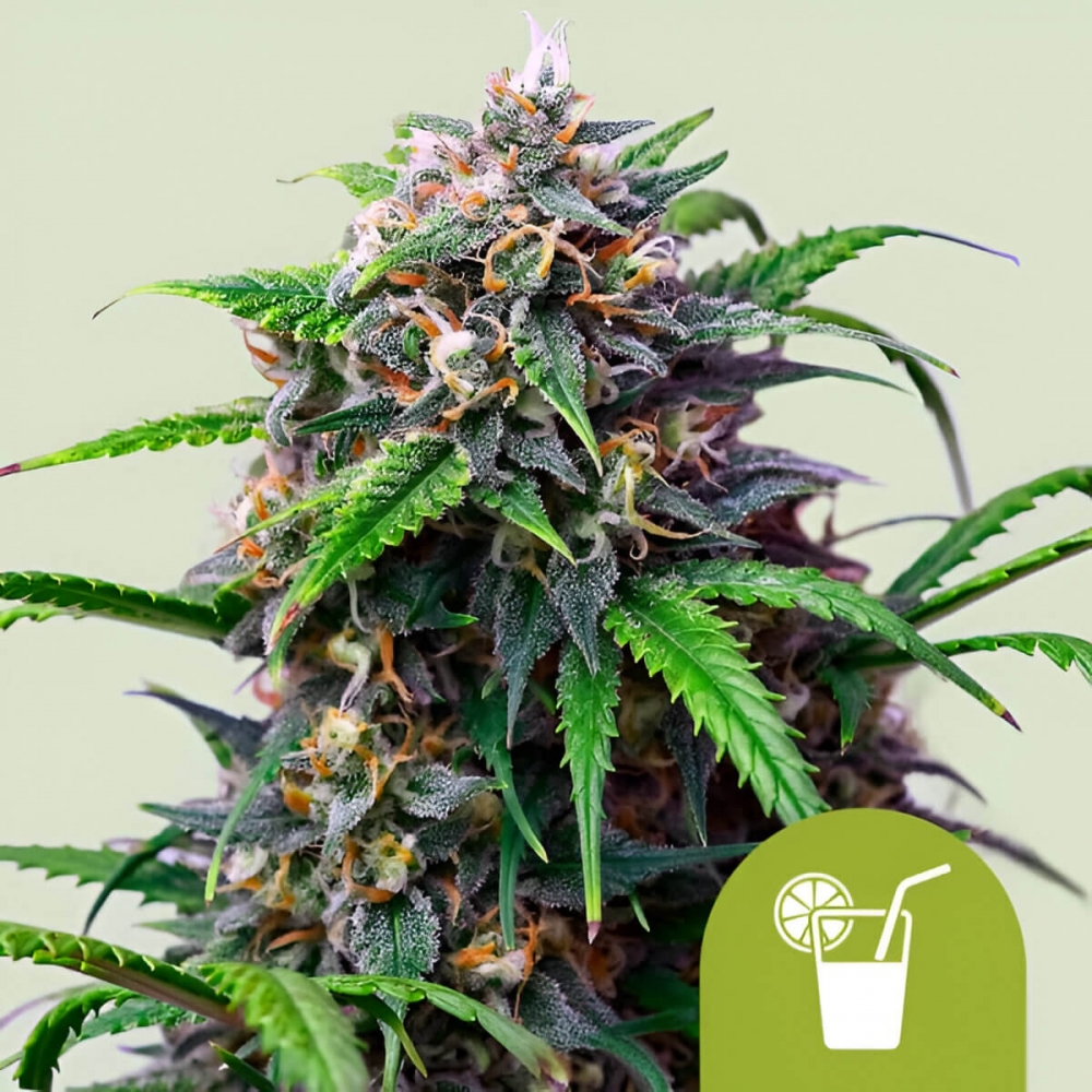 AUTO PURPLE LEMONADE (Royal Queen Seeds) Semillas de marihuana autoflorecientes.