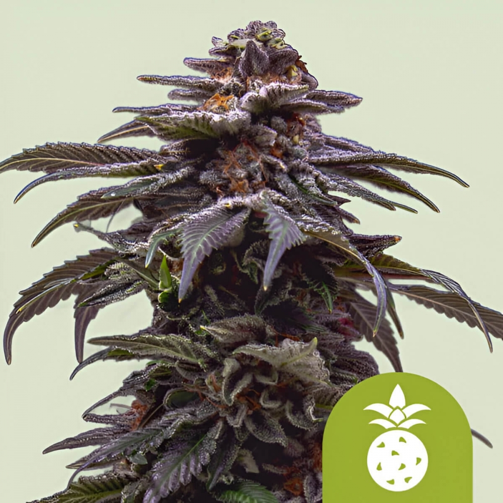 AUTO TROPICANA COOKIES PURPLE (Royal Queen Seeds) Semillas de marihuana autoflorecientes feminizadas.